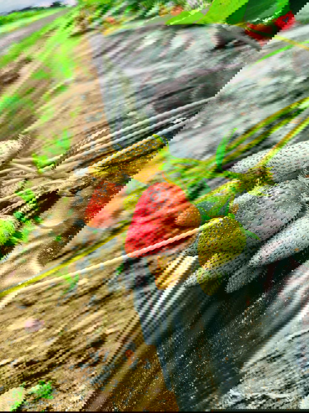 A bunch of strawberries growing in a field.