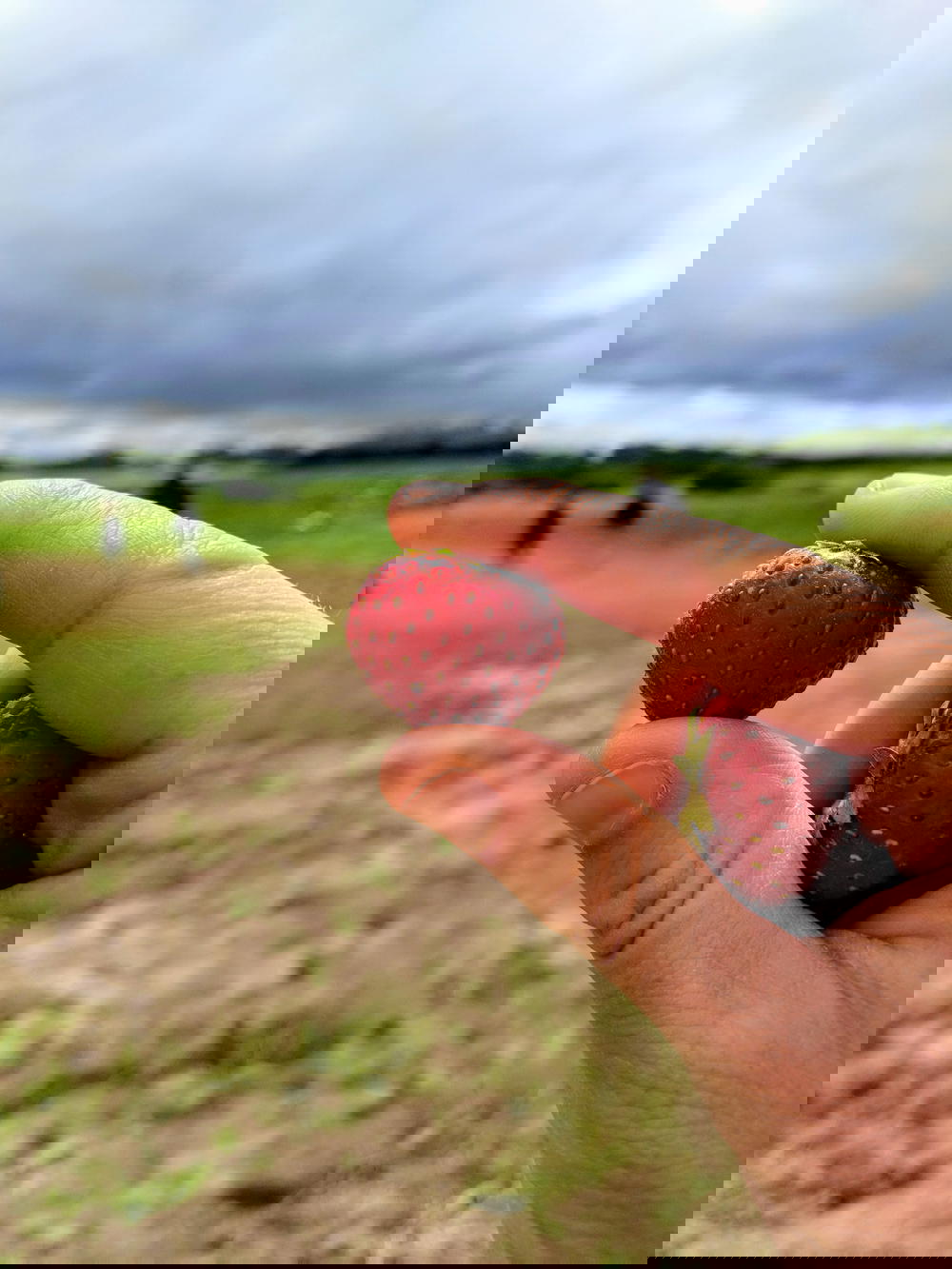 A person is holding two strawberries in their hand.