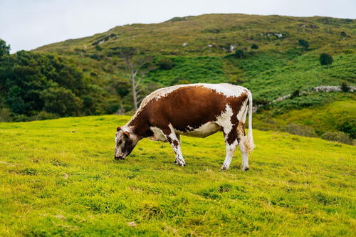 A brown and white cow grazing on a green field.