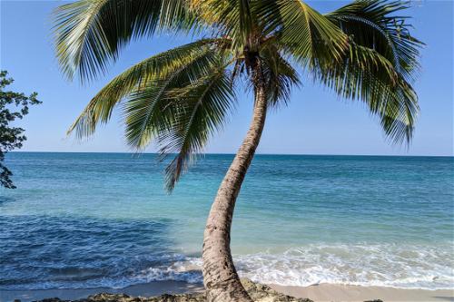 A palm tree on a beach.