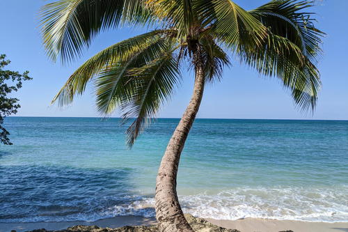 A palm tree on a beach.