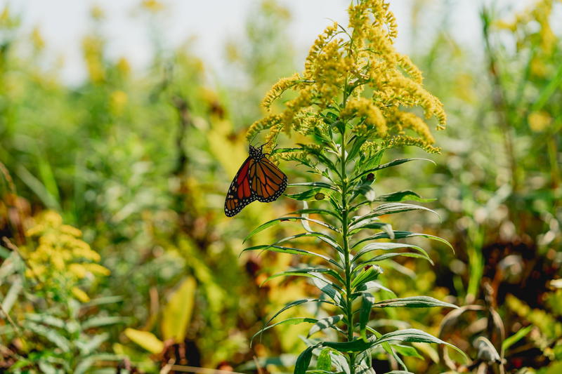 Monarch butterfly on a yellow flower.