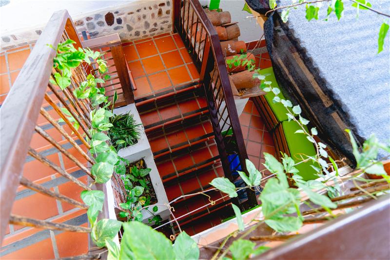 A view of a staircase with plants growing on it.
