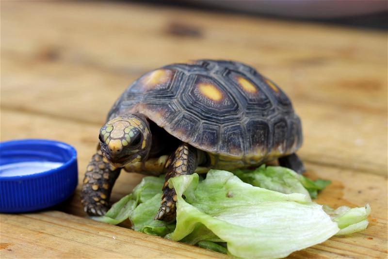 A tortoise eating lettuce on a wooden table.