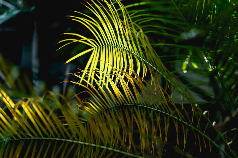 Sun hitting long narrow leaves of tropical green plants