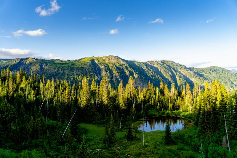 View of Mt Rainier National Park at golden hour with pine trees and a natural lake and blue sky