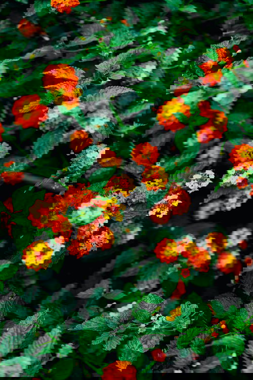Tiny red, orange and yellow flowers with green leaves outside a house