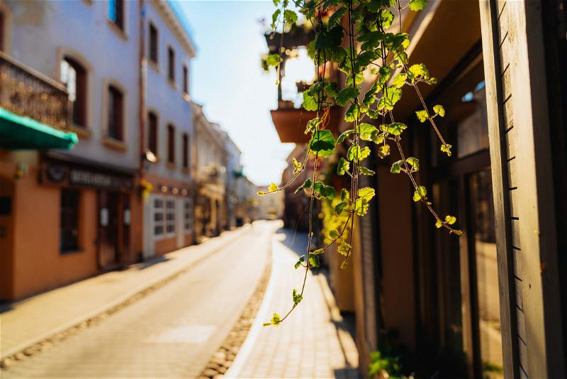 Sunlight lighting up the leaves of a hanging plant on a residential street in old town Vilnius, Lithuania