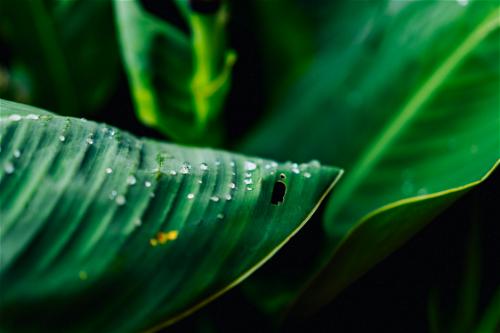 Macro focus dew droplets condensation on a tropical plant leaf