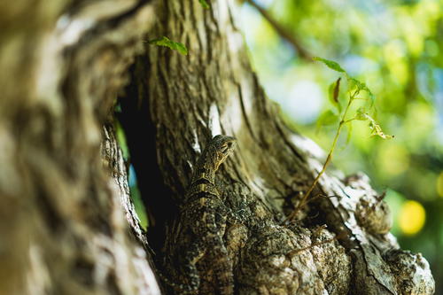 Lizard in a tree at the Chichen Itza national park in Mexico