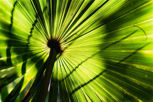 Shadows on a tropical plant leaf