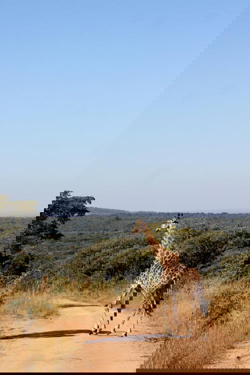 Giraffe sighting during safari in Africa natural wildlife
