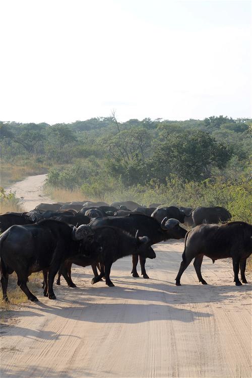 Water buffalo herd seen on a safari in Africa