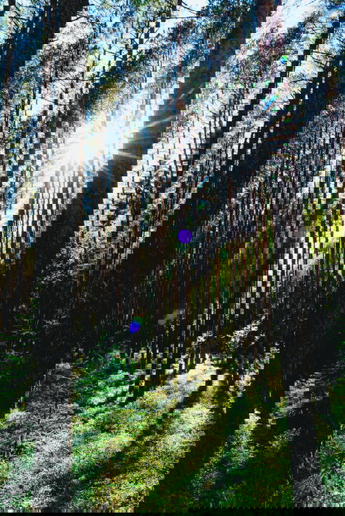 Sun glare and lens flare coming through the tall narrow trees in the bog