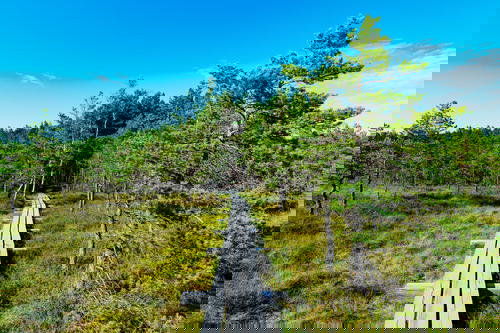 Raised wooden walkway leading straight from the bogland to the forest