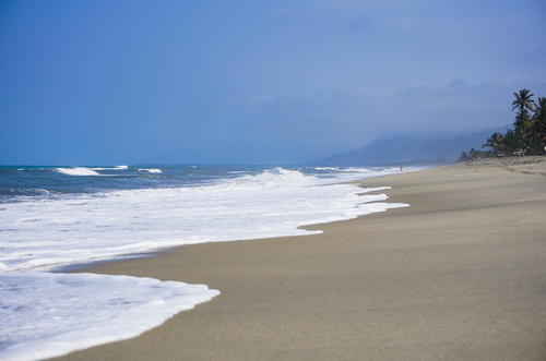 A beach with waves and palm trees on a sunny day.