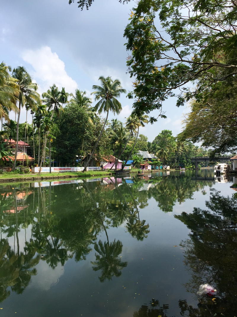 A lake with a lot of trees in it.