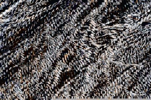 Dry plant roots from desert shrubbery in a volcanic desert
