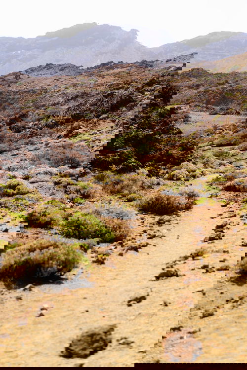 Desert mountain and small desert bushes along a hiking path at El Teide National Park in Spain