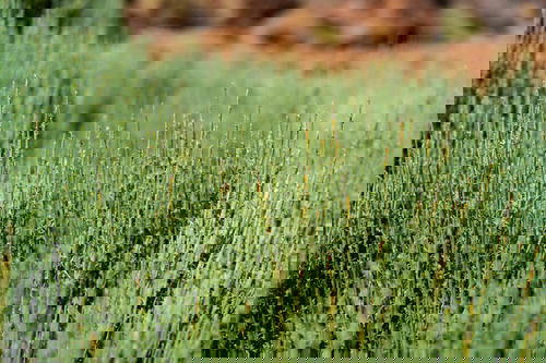 Green desert plantlife on a hiking trail