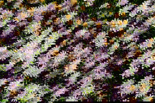 Small purple flowers with yellow centers in a desert climate