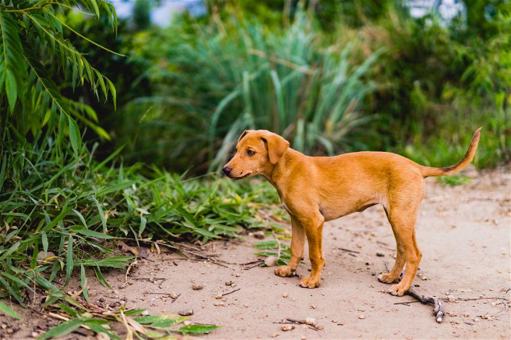 A small brown dog standing on a dirt path in Sri Lanka.
