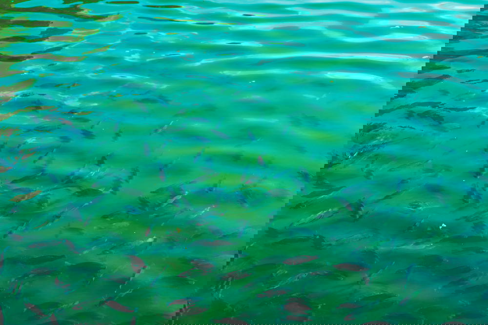 Green fish in water