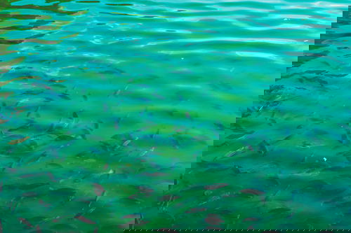 A group of fish swimming in the waters of Sri Lanka.