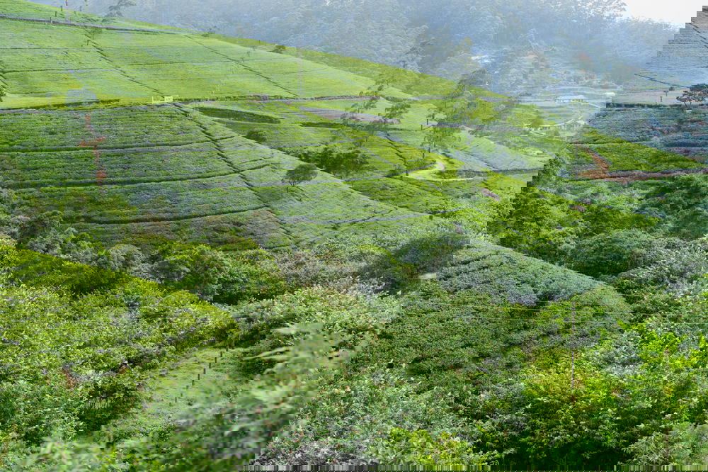 A scenic tea plantation in Sri Lanka.