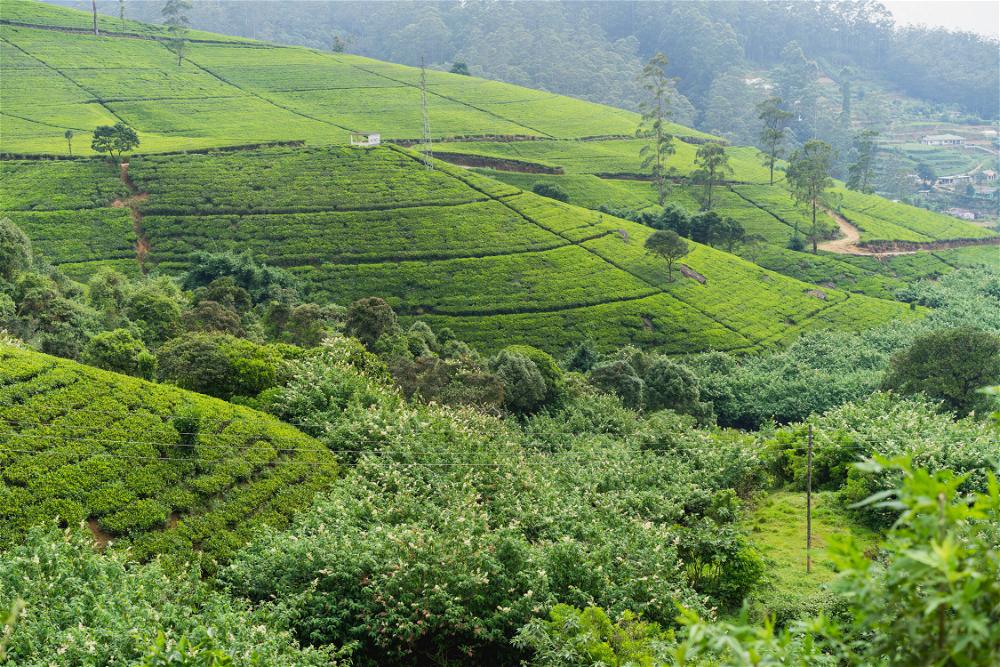 A scenic tea plantation in Sri Lanka.