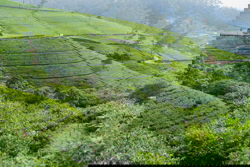A scenic tea plantation in Sri Lanka.