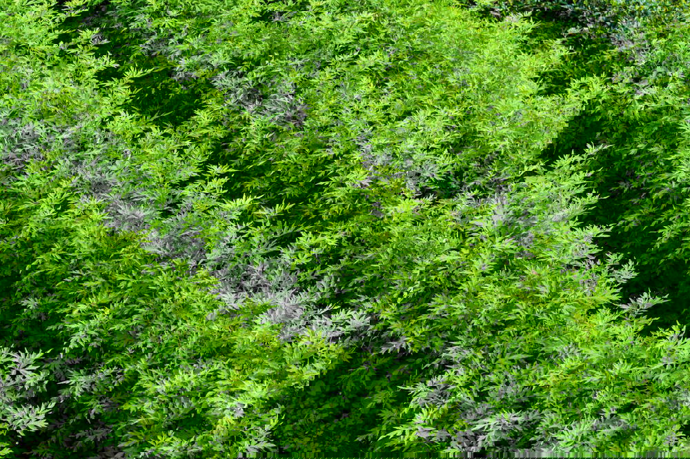 Lush green tea in Sri Lanka