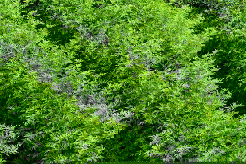 A field of green plants in Sri Lanka.
