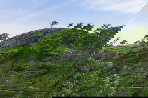 A green hill with trees on it in Sri Lanka.