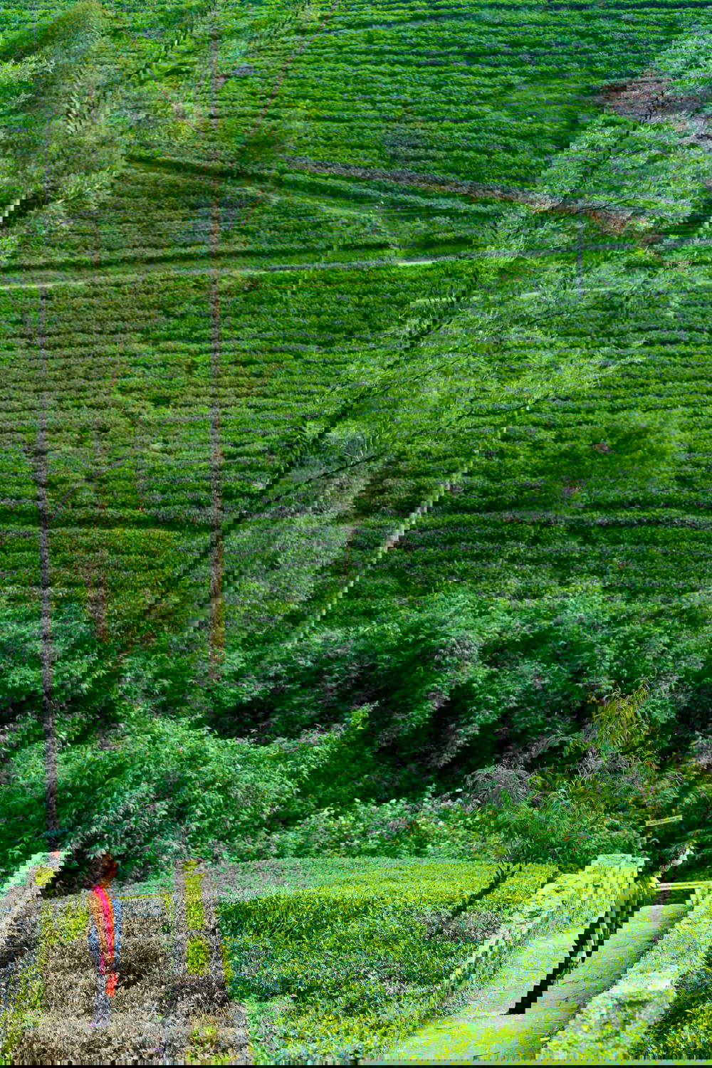 Rolling green tea hills in Sri Lanka with women with a red dress