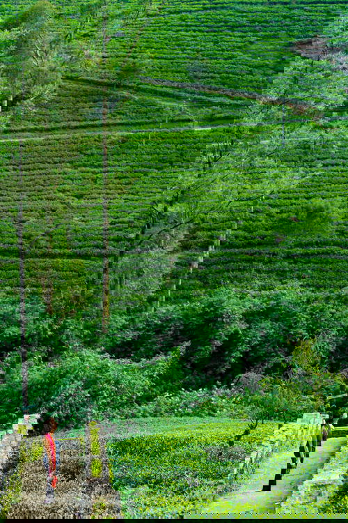 A woman strolling through a tea plantation in Sri Lanka.