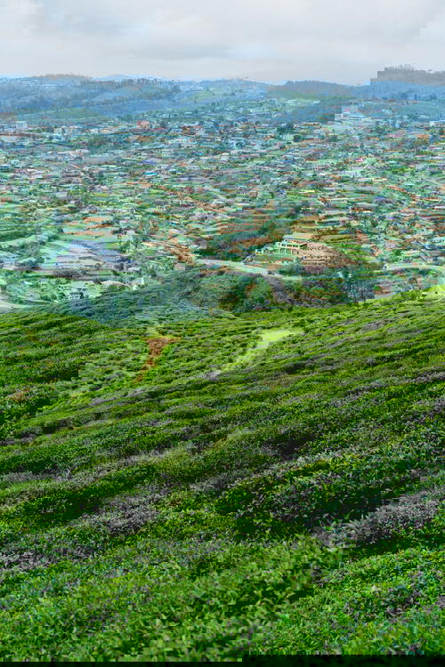 Tea plantation in Sri Lanka.