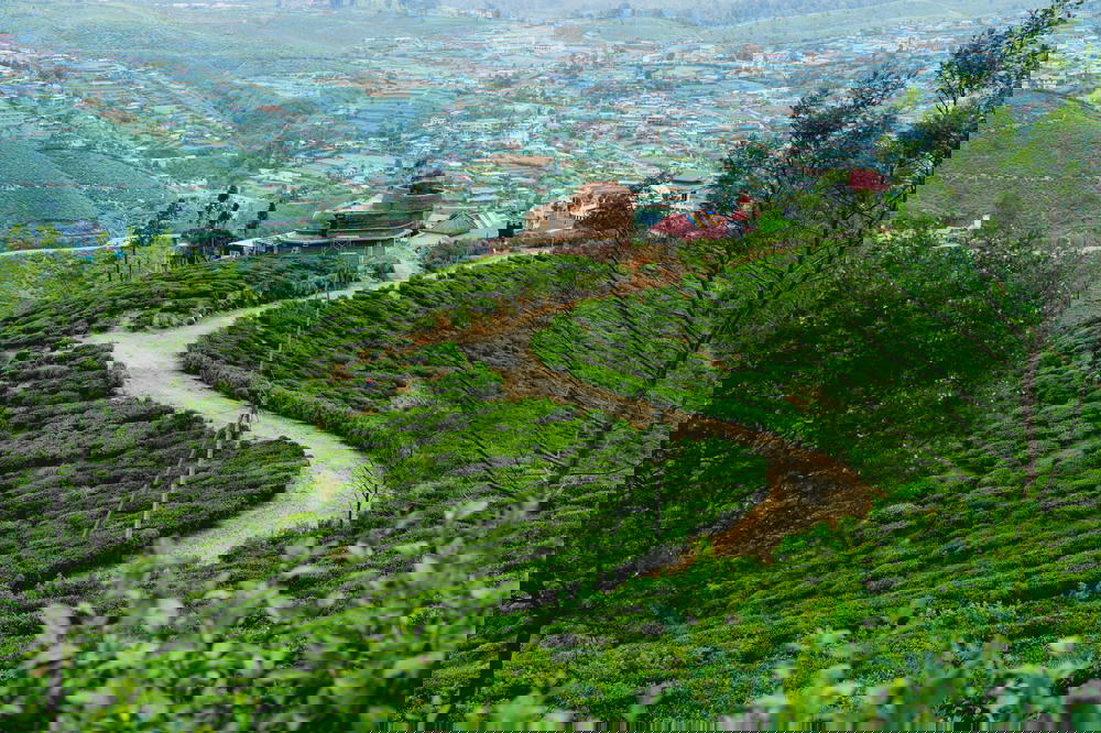 Path and green hills in Nuwara Eliya, Sri Lanka