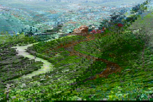 Sri Lanka tea plantations.