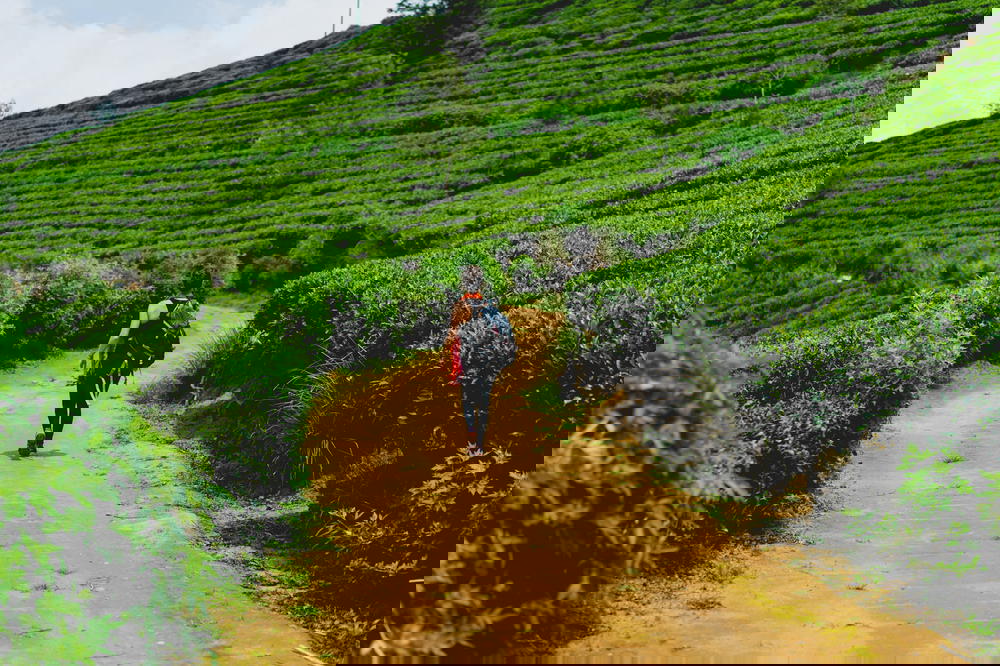 Women walking on a path though a tea plantation in Sri Lanka
