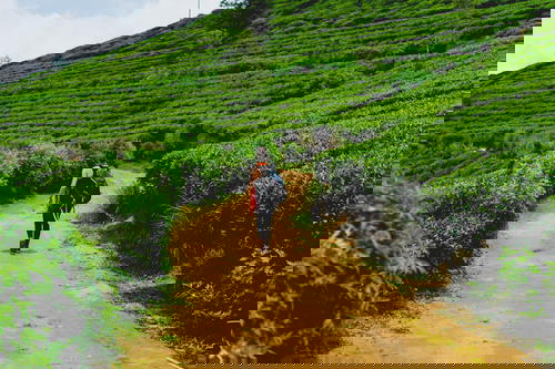 A woman exploring a tea plantation in Sri Lanka.
