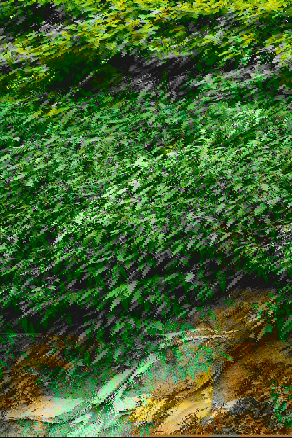 Close up of green plants