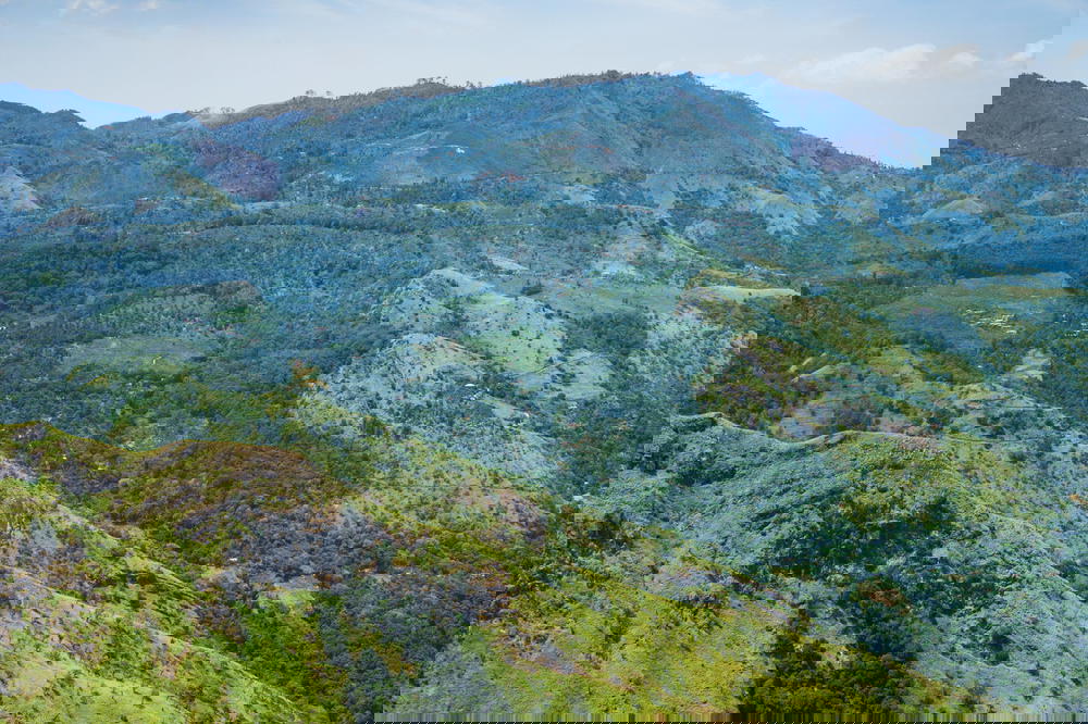 Lush green hills in Sri Lanka