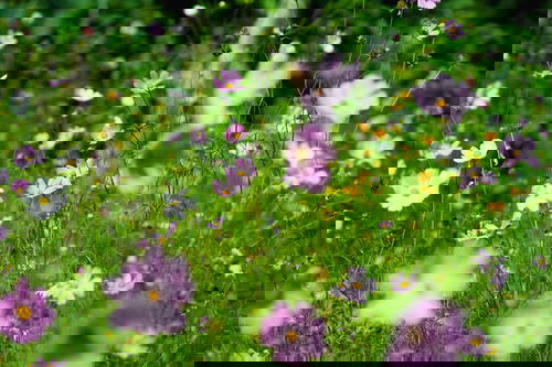 A field in Sri Lanka adorned with pink and white flowers.