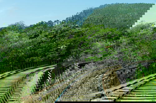 A train is traveling in Sri Lanka.
