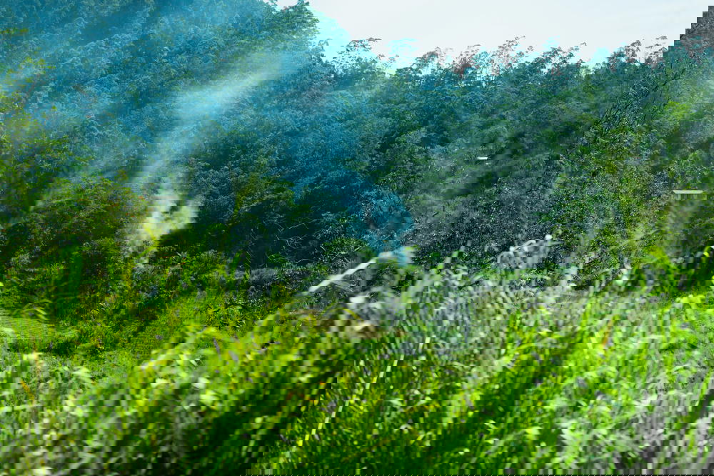 Burning smoke in a field of green