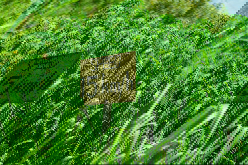 15km/hr (15 kilometer per hour) speed limit sign in a green field