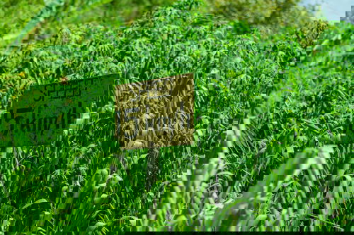 A sign in a field of tall grass in Sri Lanka.
