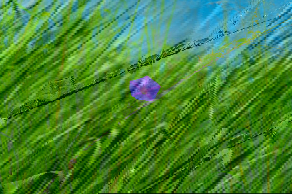 Purple flower in a green field