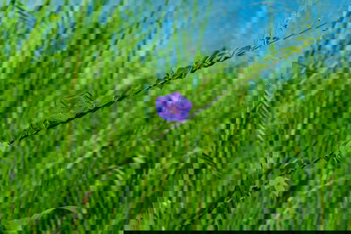 A purple flower in a field of tall grass in Sri Lanka.